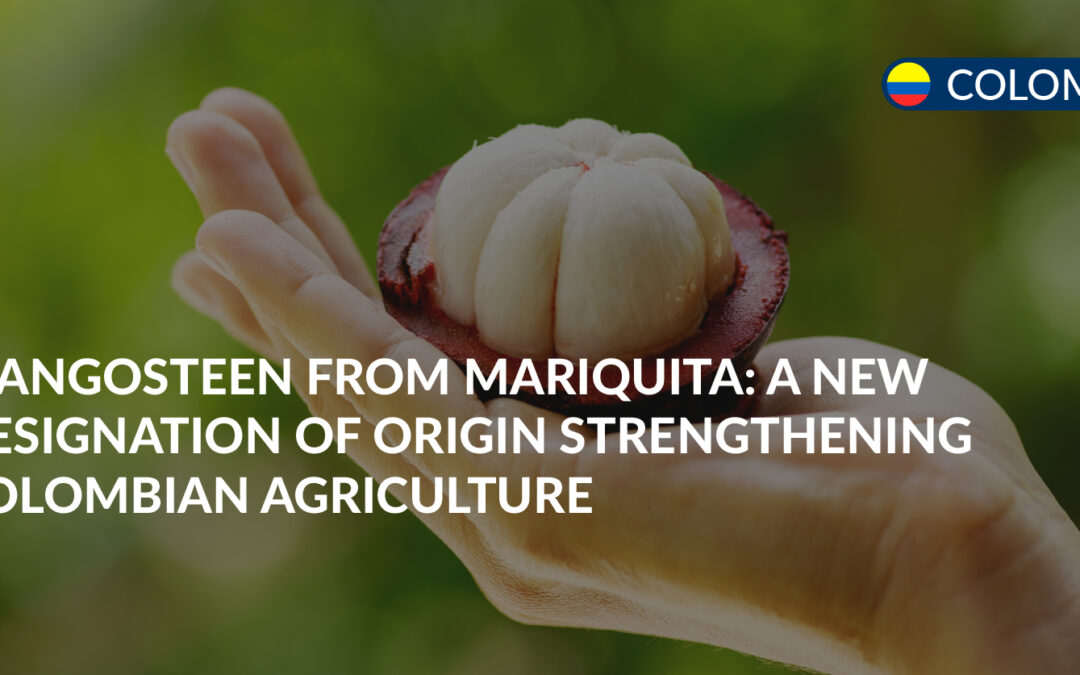 mangosteen from mariquita