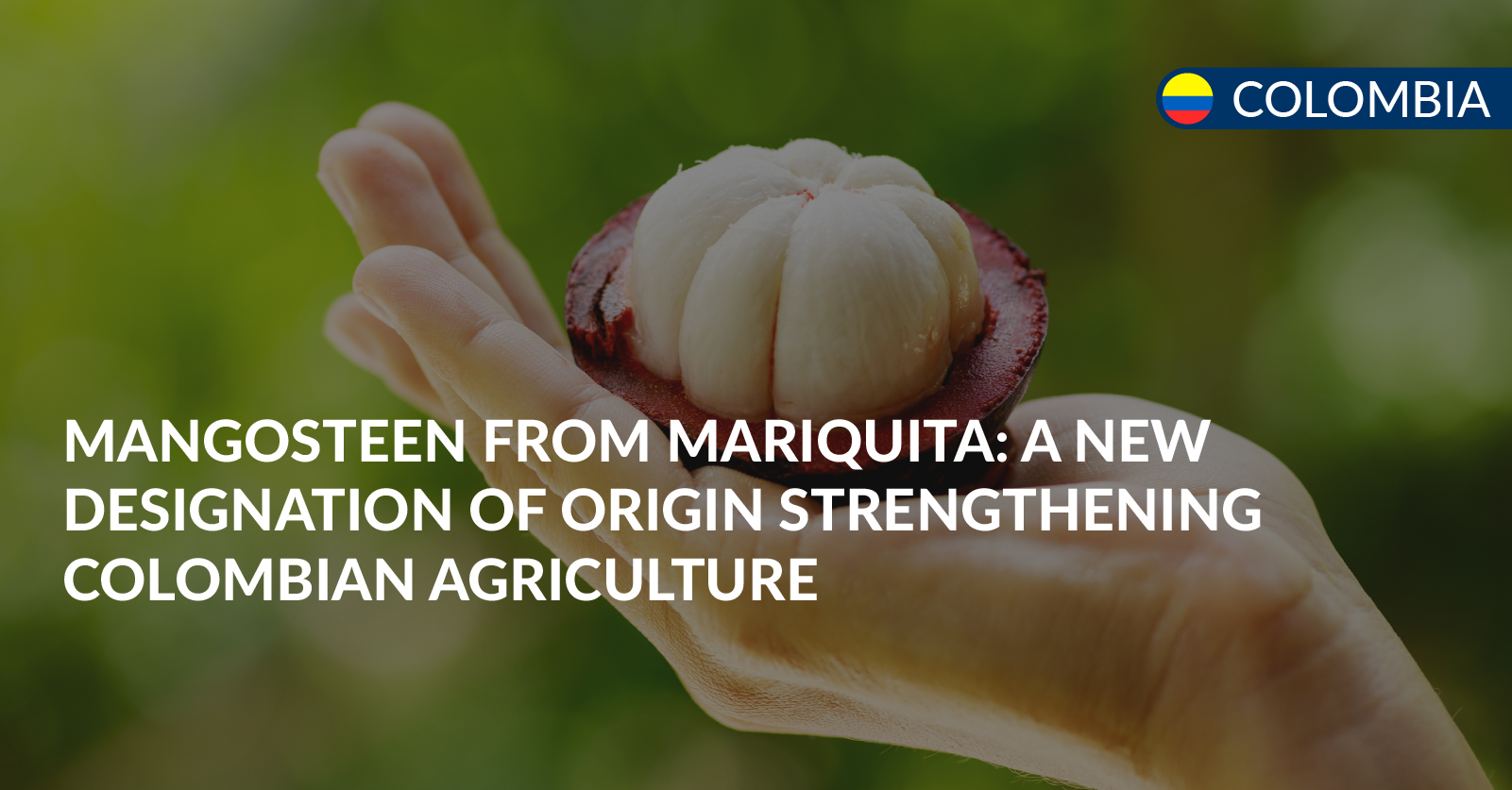 mangosteen from mariquita